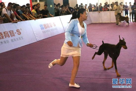 宠物竞技大赛在沪举行