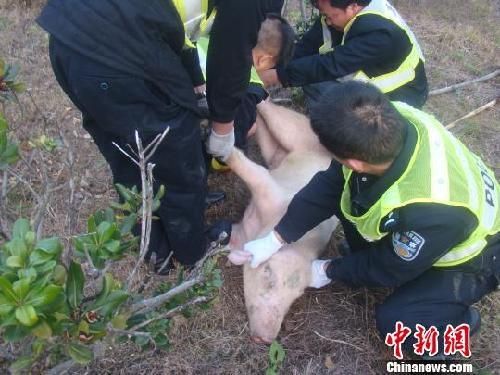 母猪高速<em>逼</em>停客车 二师兄大闹高速鸡飞狗跳(图