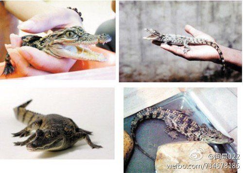 学生在宿舍养鳄鱼