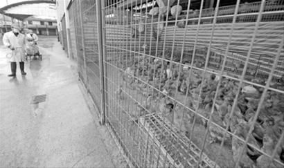2013年4月5日,三官堂活禽交易市场全场停业消毒。/晨报记者 陈征 2013年4月5日,三官堂活禽交易市场全场停业消毒。/晨报记者 陈征