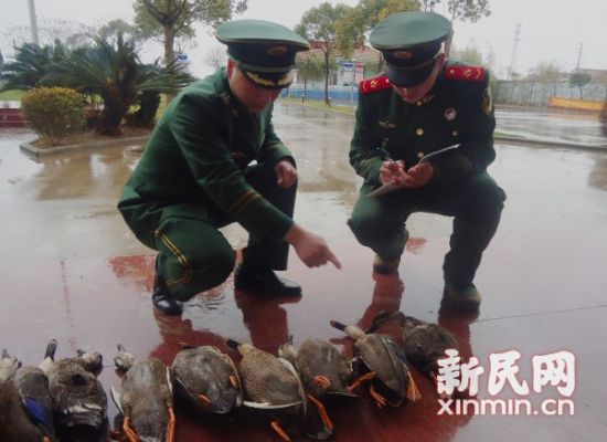 警方在网兜中查获9只已被毒害的野生斑嘴鸭。上海市公安边防支队供图 警方在网兜中查获9只已被毒害的野生斑嘴鸭。上海市公安边防支队供图
