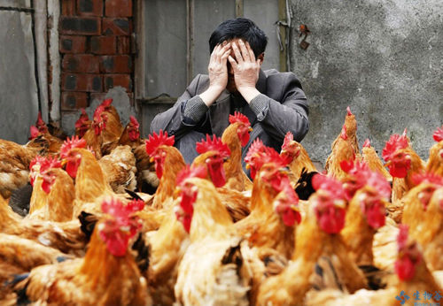 广东代表呼吁禽流感改名 禽企不堪H7N9重负倒