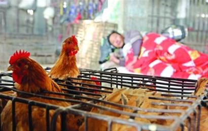 接触活禽及活禽市场暴露是感染H7N9禽流感的高危因素 /晨报记者 殷立勤 接触活禽及活禽市场暴露是感染H7N9禽流感的高危因素 /晨报记者 殷立勤