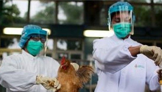 H7N9不排除人传人(2)