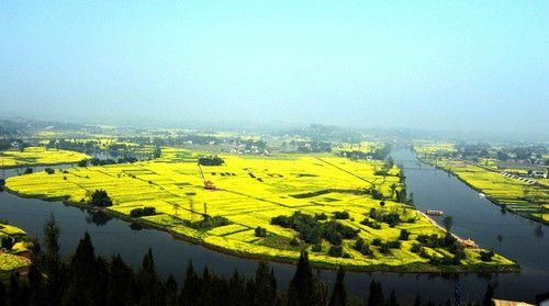 全国13处绝美的油菜花观赏地:上海奉贤油菜花