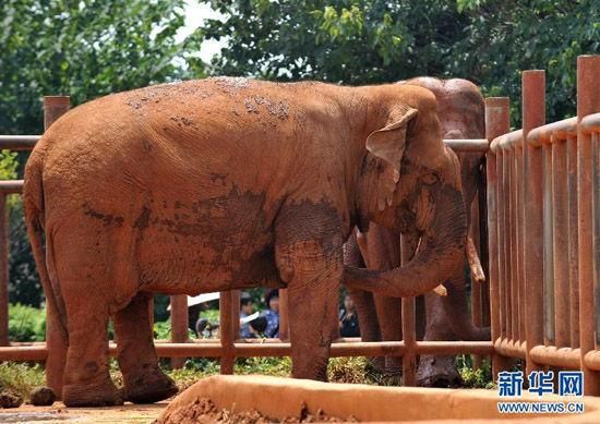 大象踩死饲养员 大象意外杀人(图)