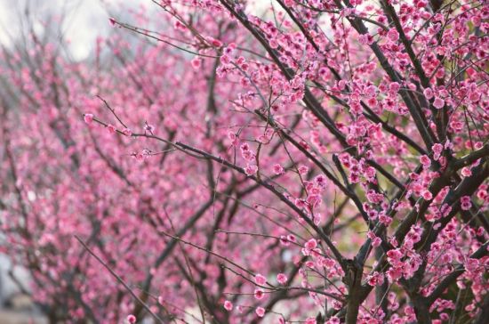 赏花郊游马上出发上海梅花节的5种玩法