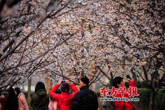静安雕塑公园,游客在欣赏樱花。昨天阳光重返申城,樱花、白玉兰纷纷盛开。 早报记者 孙湛 图 静安雕塑公园,游客在欣赏樱花。昨天阳光重返申城,樱花、白玉兰纷纷盛开。 早报记者 孙湛 图