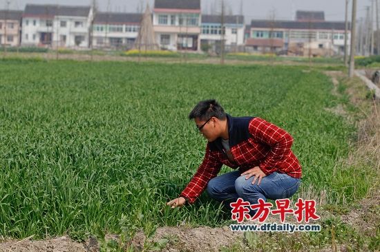 3月17日,阮凯峰查看自家农田,他是松江区最年轻的家庭农场主。 早报记者 张栋 图 3月17日,阮凯峰查看自家农田,他是松江区最年轻的家庭农场主。 早报记者 张栋 图