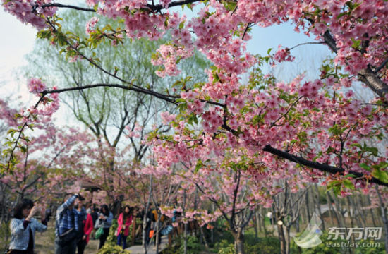 上海春花开放,周末适宜出行。(东方网资料图片) 上海春花开放,周末适宜出行。(东方网资料图片)