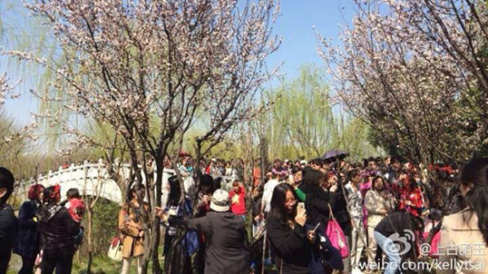 图说:网友所拍摄的顾村公园现场图。图片来源:新浪微博网友图(请私信“新民晚报新民网”以奉稿酬) 图说:网友所拍摄的顾村公园现场图。图片来源:新浪微博网友图(请私信“新民晚报新民网”以奉稿酬)