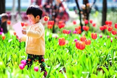昨日天气晴好,不少市民一家出门赏花踏青。 /晨报记者 杨眉 昨日天气晴好,不少市民一家出门赏花踏青。 /晨报记者 杨眉