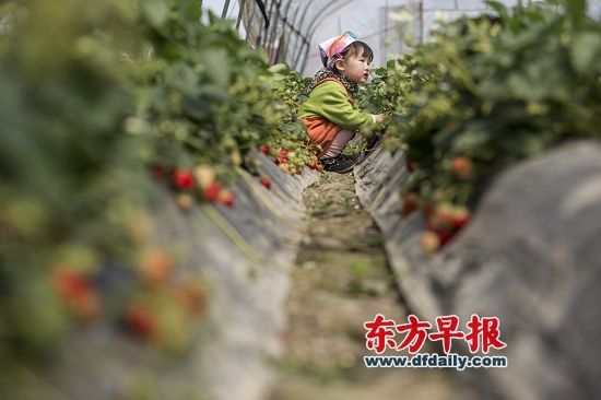 3月22日,上海青浦区白鹤镇草莓采摘园,一名小朋友在摘草莓。 早报记者 徐晓林 图 3月22日,上海青浦区白鹤镇草莓采摘园,一名小朋友在摘草莓。 早报记者 徐晓林 图