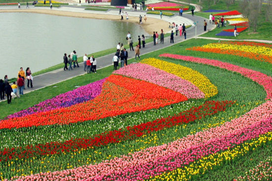 上海鲜花港公园_上海鲜花港_鲜花饼