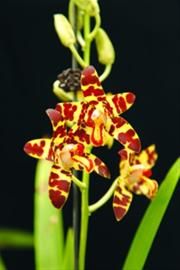 上海国际兰展日迎2万多游客 看世界上奇怪兰花