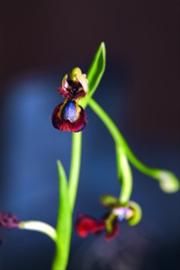 上海国际兰展日迎2万多游客 看世界上奇怪兰花