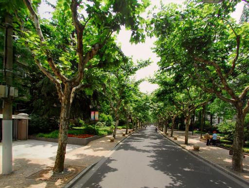 具风格的风貌保护道路推荐:花溪路、苏家屯路