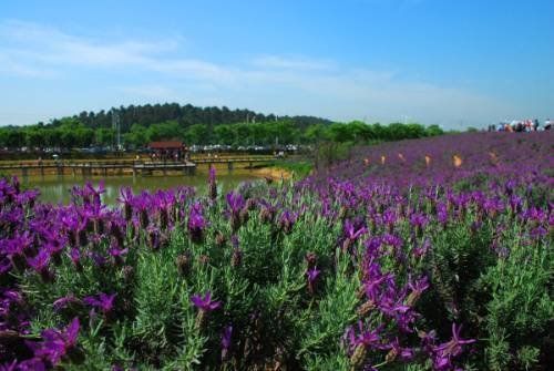 上海周边薰衣草花海之旅:汤山翠谷观光园,安吉谈香山_新浪旅游_新浪