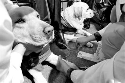 □导盲犬和它们的主人在上海国际康复无障碍生活博览会现场体检聚会 晨报记者 陈征 □导盲犬和它们的主人在上海国际康复无障碍生活博览会现场体检聚会 晨报记者 陈征