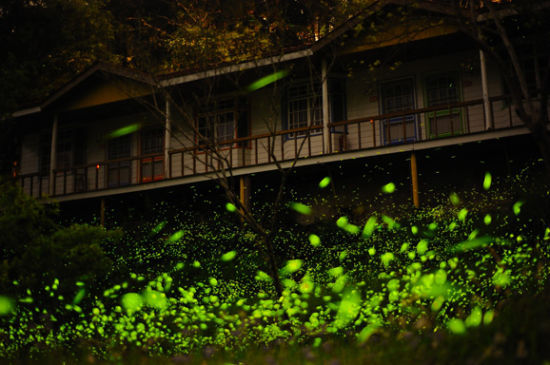 上海夏夜观赏萤火虫好去处:上海植物园、辰山