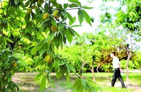 为避免市民采摘,上海植物园的桃树林里加派了保安巡逻。/晨报记者 何雯亚 为避免市民采摘,上海植物园的桃树林里加派了保安巡逻。/晨报记者 何雯亚