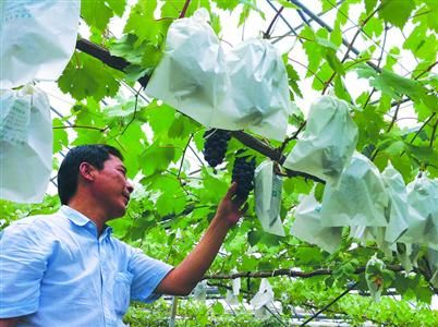 　□采用“根域限制栽培技术”有利于对果实质量的控制，结出的葡萄拥有相似的果粒大小。/晨报记者 张谷微 