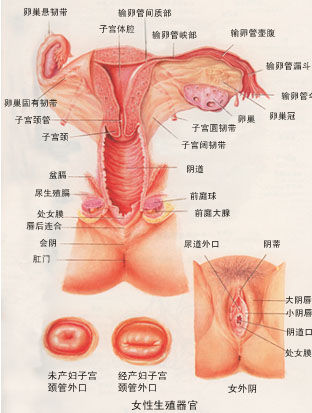 揭秘<em>女性阴道</em>结构_两性地带_新浪上海