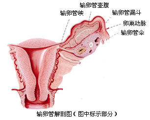 揭秘<em>女性阴道</em>结构_两性地带_新浪上海