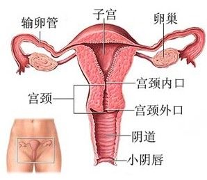 <em>阴唇</em>很少对称_两性地带_新浪上海