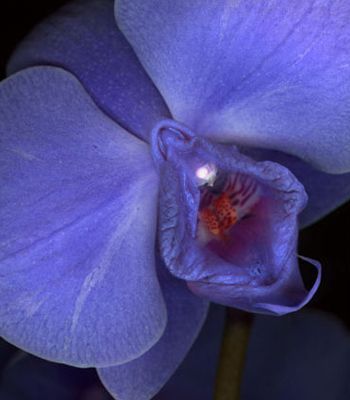 花朵<em>美图</em>演示11种<em>女性私处</em>之前垂型_两性地带