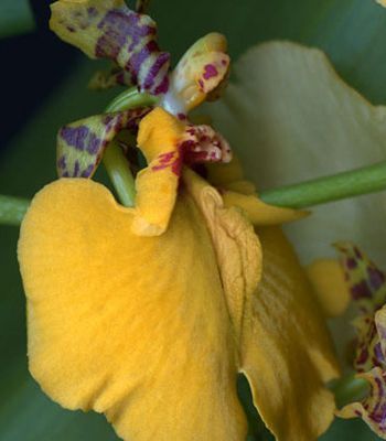 花朵<em>美图</em>演示11种<em>女性私处</em>之鳖型_两性地带_