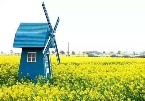 上海周边最美油菜花地图 罗平