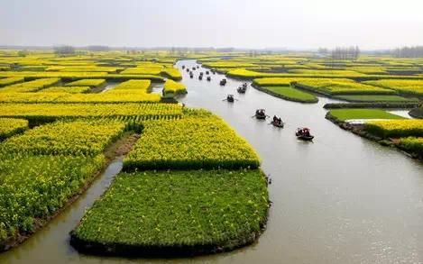 上海周边最美油菜花地图 兴化
