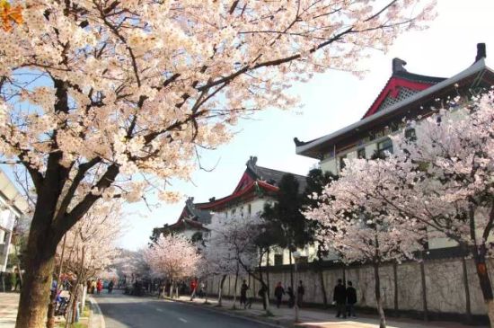 江浙沪可以赏樱花的度假酒店南京颐和公馆酒店