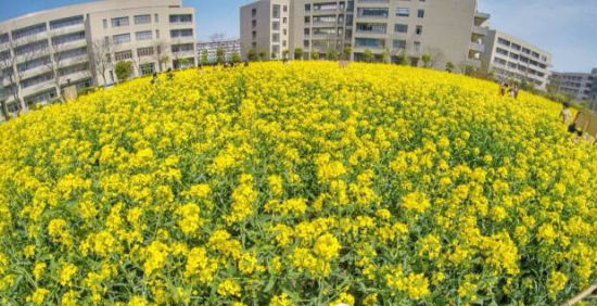 错过等一年 上海11处最美油菜花地都帮你找好了