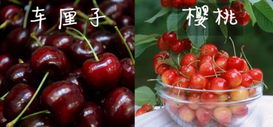 樱桃和车厘子的区别是什么 U10201P18DT20150416162641.jpg