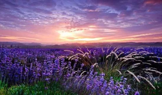 江浙沪8处赏熏衣草花海的好去处 桐庐巴比松米勒庄园_热门旅游景点_新浪上海