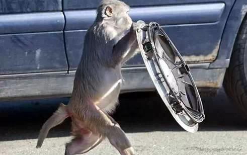 全球旅游骗术大曝光 印尼巴厘岛的猴子小偷