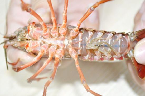 爱吃小龙虾的人都必须知道小龙虾怎么清洗