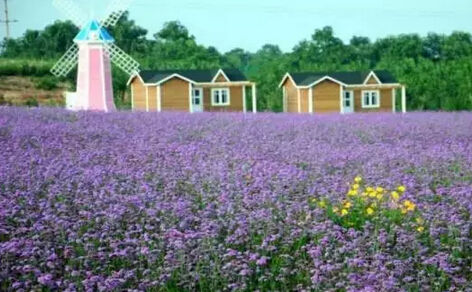 9,紫海芳庭薰衣草庄园   是古城打造的具有现代浪漫气息的休闲之