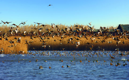 东滩湿地公园观鸟