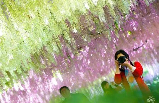 上海春游赏花时间表:牡丹、紫藤篇