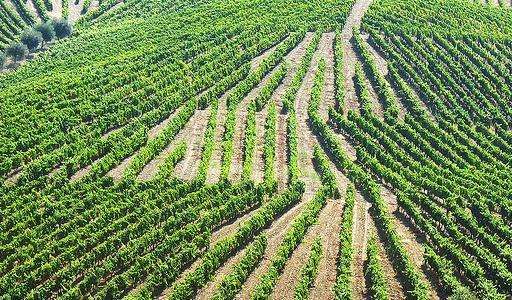 全球六大葡萄酒产区:葡萄牙地区等