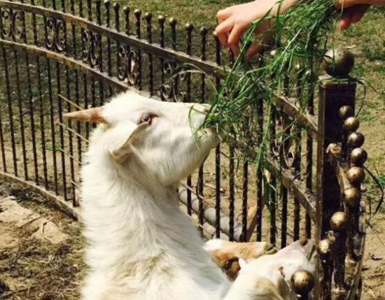 上海这些好玩的农庄:世博源等