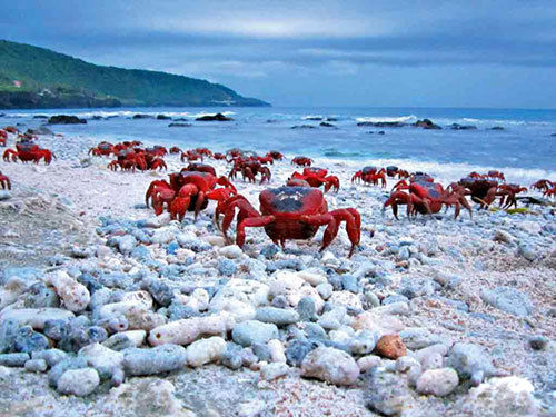 盘点被小动物占领的那些小岛 澳大利亚红蟹岛