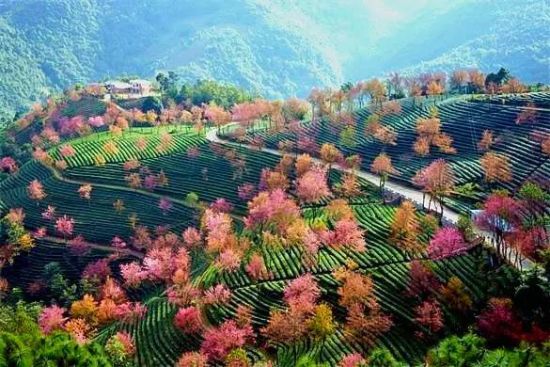 最适合冬季出行的6个小众旅行地 无量山樱花谷等