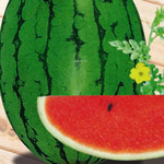 ������ �Է��ö���