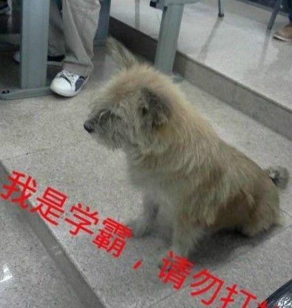 学霸狗:电子科技大学爱蹭课流浪狗走红_新浪上