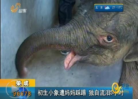Baby elephant cry 5 hours stern like mom mad kick (Figure)