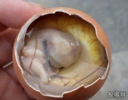 鸡仔胎 鸡仔胎什么样?(图)_新浪上海_新浪网